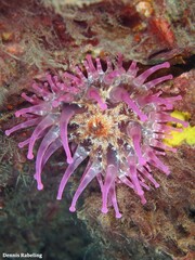 Telmatactis cricoides