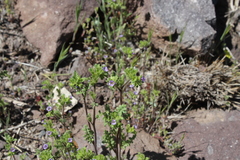 Phacelia cumingii