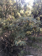 Quercus durata durata