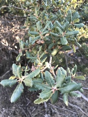 Quercus durata durata