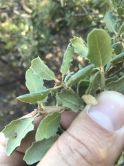 Quercus durata durata