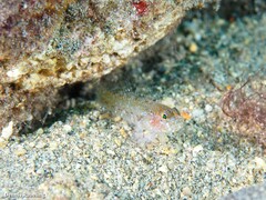 Vanneaugobius canariensis