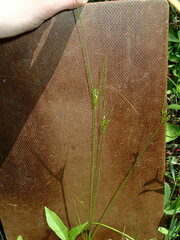Juncus dudleyi