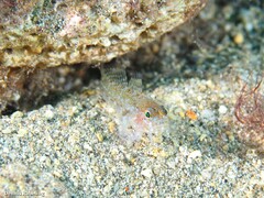 Vanneaugobius canariensis
