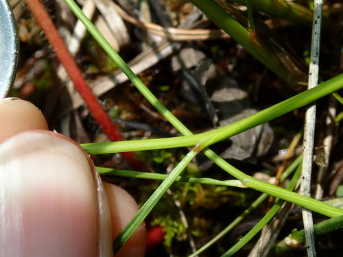 Image of Juncus dudleyi by (c) Katherine Baird, some rights reserved (CC BY)