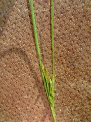 Juncus dudleyi