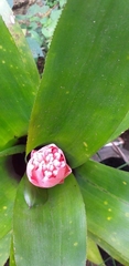 Aechmea fasciata