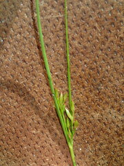 Juncus dudleyi