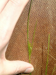 Juncus dudleyi