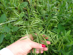 Bromus