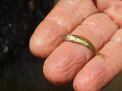 Acestrorhynchus pantaneiro