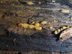 Sphaerosporium lignatile