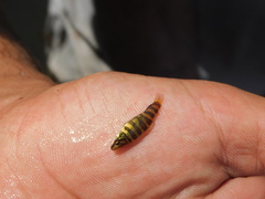 Megaleporinus obtusidens