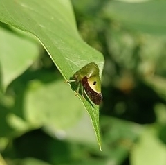 Membracidae