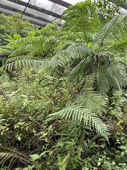 Pteris tripartita