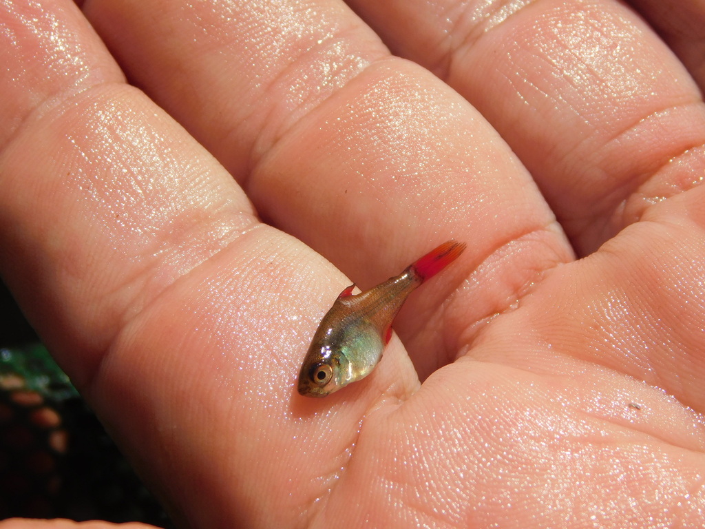 Firefin Tetra