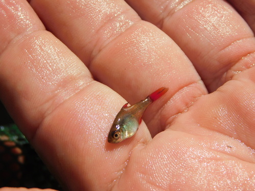 Firefin Tetra