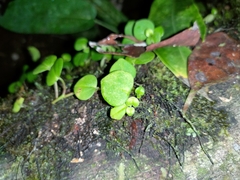 Peperomia serpens