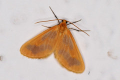 Eubaphe helveta