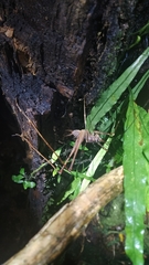 Macropathinae