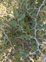 Ziziphus lotus