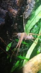 Macropathinae