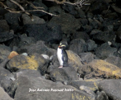 Eudyptes pachyrhynchus