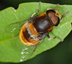 Eristalis intricaria