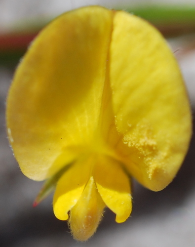 Lanceleaf Capegorse (Aspalathus lanceifolia)