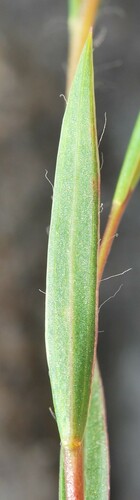 Image of Aspalathus lanceifolia by (c) Charles Stirton, some rights reserved (CC BY-SA)