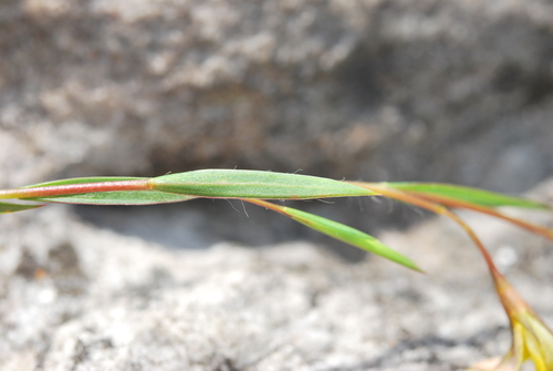 Image of Aspalathus lanceifolia by (c) Charles Stirton, some rights reserved (CC BY-SA)