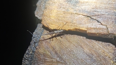 Lasiorhynchus barbicornis