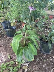 Goeppertia loeseneri