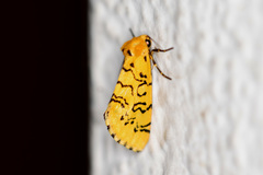 Chrysoecia atrolinea