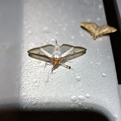 Cydalima laticostalis