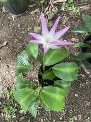 Goeppertia loeseneri