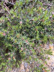 Pultenaea tenuifolia