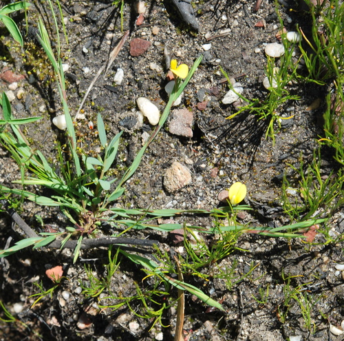 Image of Aspalathus lanceifolia by (c) Charles Stirton, some rights reserved (CC BY-SA)