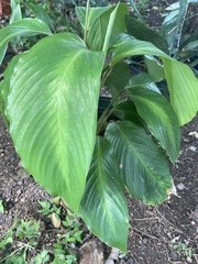 Goeppertia loeseneri