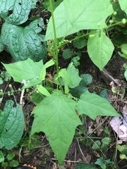 Chenopodiastrum simplex