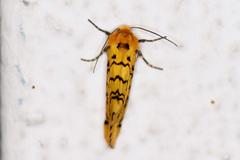 Chrysoecia atrolinea