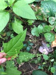 Chenopodiastrum simplex