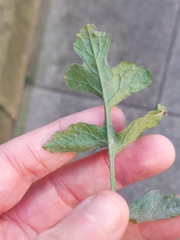 Podosphaera senecionis