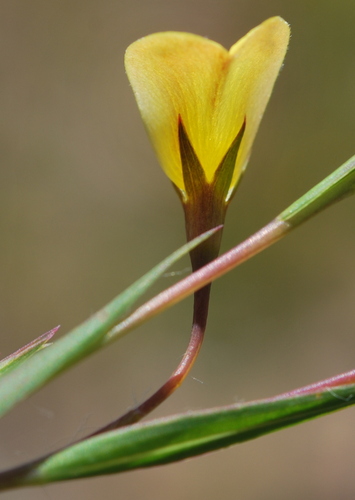 Image of Aspalathus lanceifolia by (c) Charles Stirton, some rights reserved (CC BY-SA)