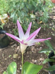 Goeppertia loeseneri