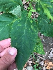 Scrophularia marilandica