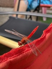 Crocothemis erythraea