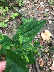 Scrophularia marilandica