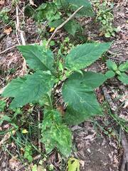 Scrophularia marilandica