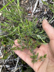Pultenaea tenuifolia